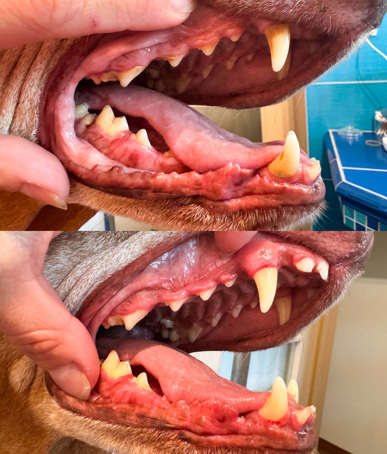Devítiletá maďarská ohařka Nany – zuby před a po dentální hygieně