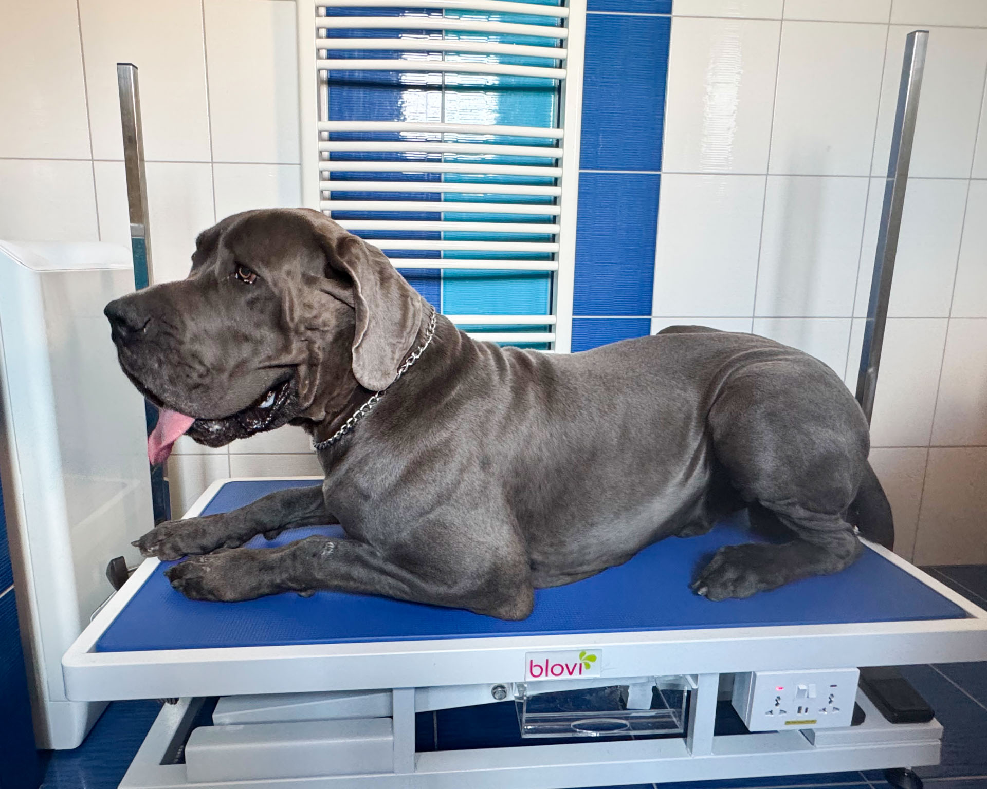 Německá doga Lumír po koupeli a ošetření – Psí salon Navi