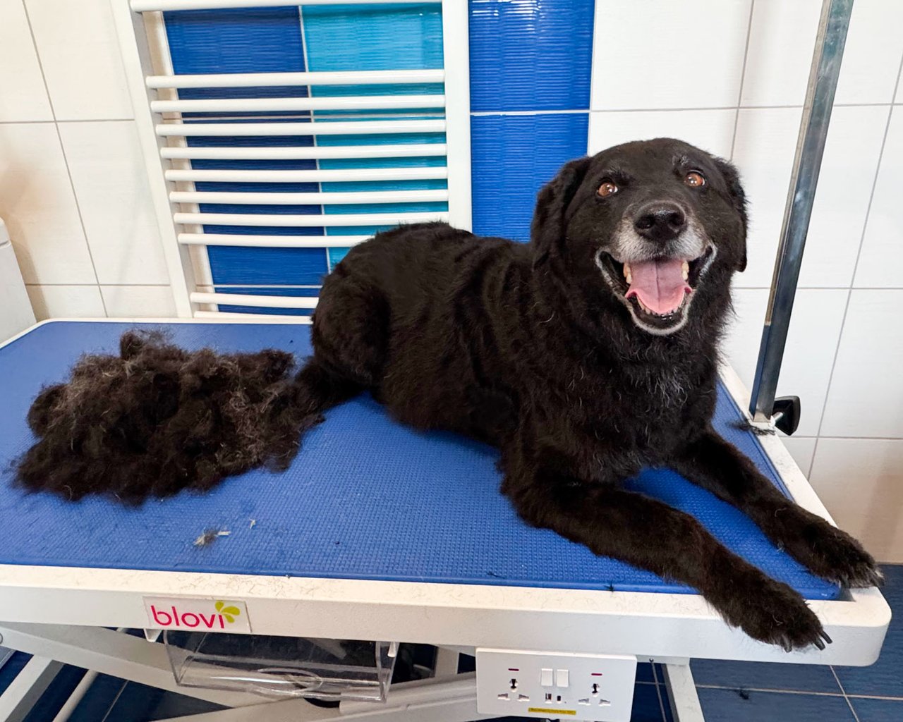Kříženec Betynka, 7 let, po vyčesání podsady – vedle něj hromada odstraněné srsti – Psí salon Navi