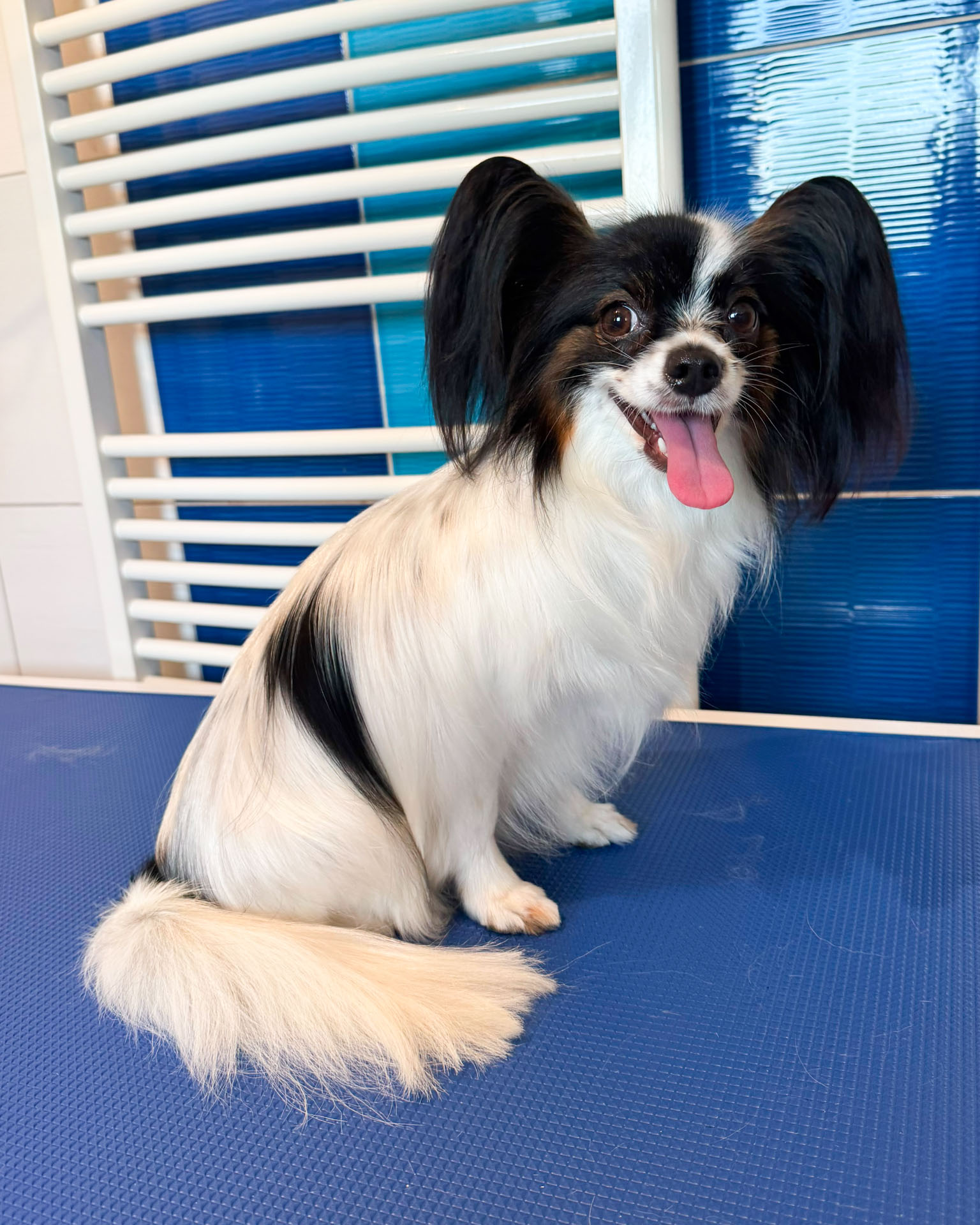 Papillon Roxie po úpravě srsti – Psí salon Navi