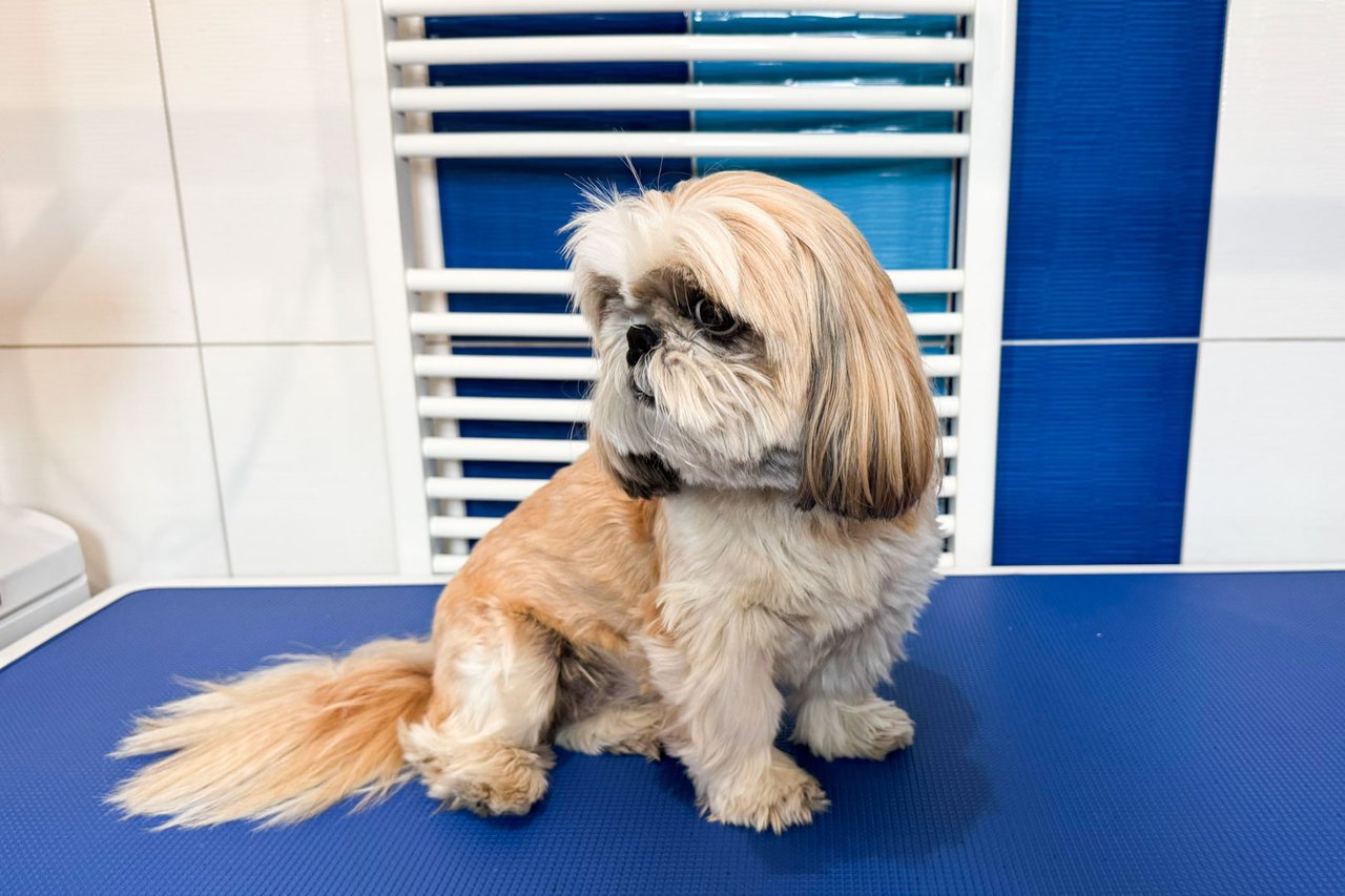 Shih-tzu Eliška, 8 let, před úpravou – dlouhá srst přerůstající přes oči